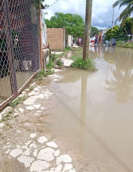 Alertan por una mayor presencia del mosco negro, una amenaza para las mascotas