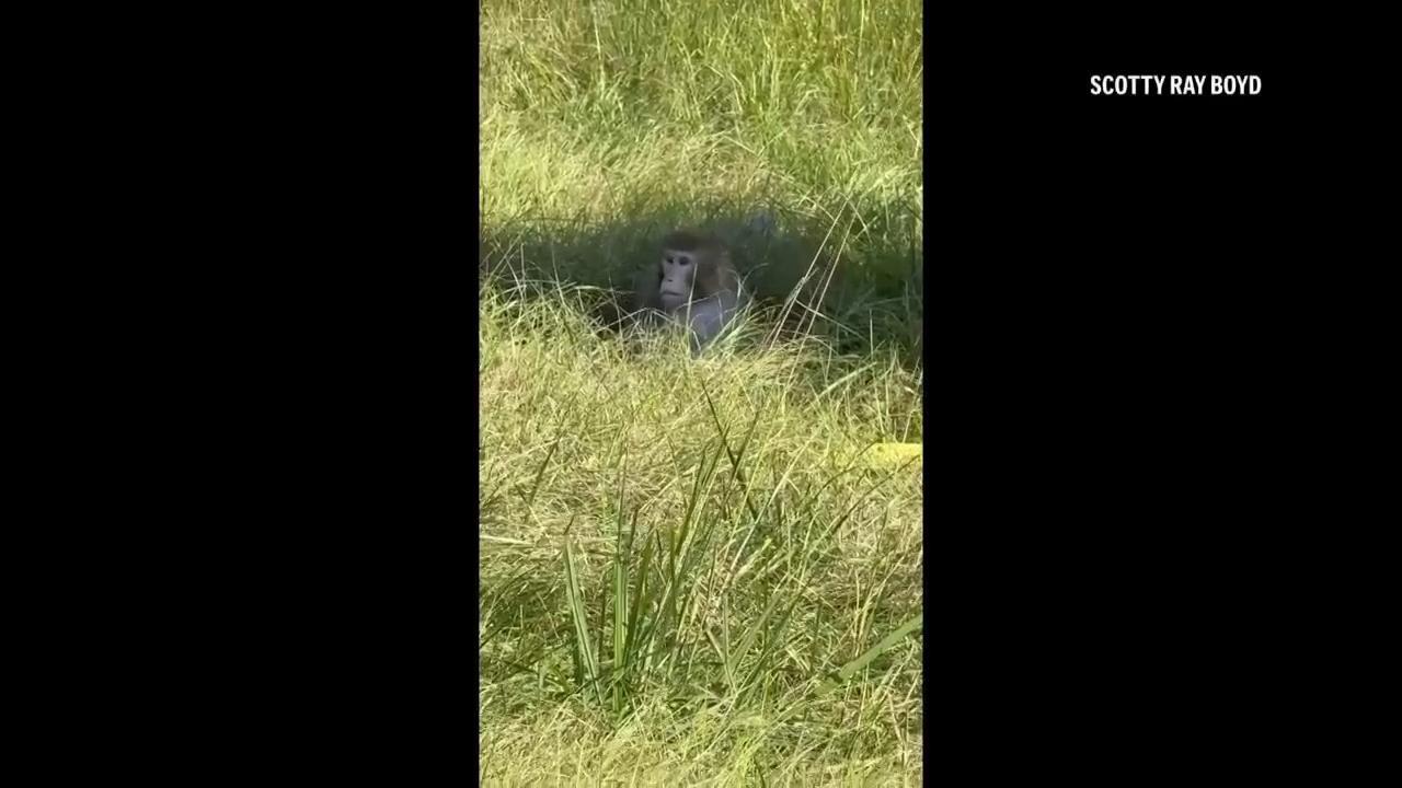 ‘Aggressive’ monkeys escape from overturned truck on Mississippi highway