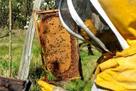 Comienza el proceso para elegir a los nuevos representantes de productores apícolas