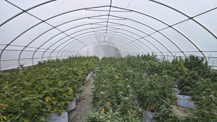 Over $122 million in illegal cannabis plants seized on Tyendinaga Mohawk Territory