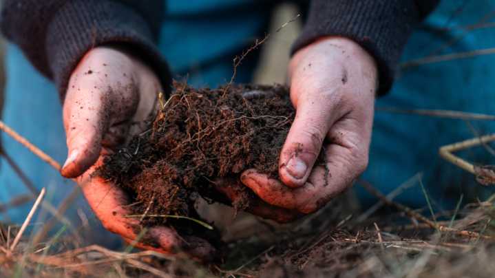 The Pretty Cover Crop You Can Grow In Fall For Healthier Soil In The Spring