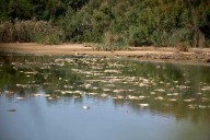 Denuncian una nueva mortandad de peces en el Estero Domingo Rubio