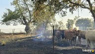 Activada la nueva ayuda para ganaderos afectados por los incendios: así puedes solicitarla