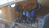 La mayor explotación de patos de Europa, en Portugal, denunciada por maltrato y abandono animal