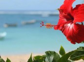 Cómo podar el hibisco de forma correcta para que dé más flores durante todo el año