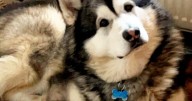 Pet dog so big people think it’s a wolf