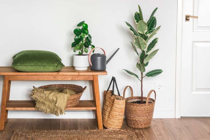 11 Fast-Growing Indoor Trees That'll Fill Your Space With Greenery in No Time