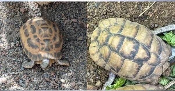 Snatched-up slowpokes: Pair of tortoises stolen from Indianapolis Zoo