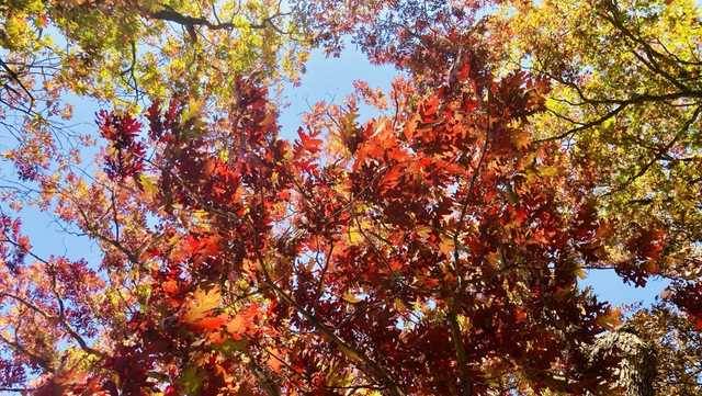 Iowa fall colors: When to expect the best foliage this month