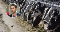 Refuerzan inspecciones ante presencia de gusano barrenador