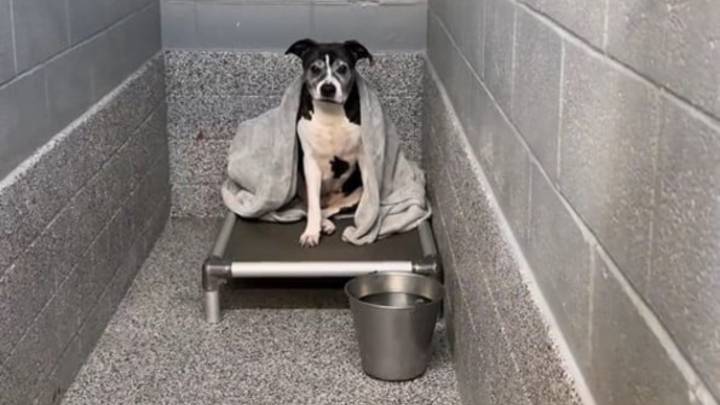 Kansas Senior Dog Ignored For Months Finally Lights Up When Visitor Stops By