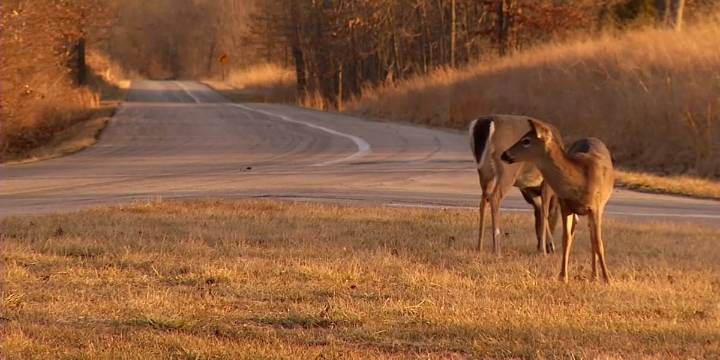 It’s car-deer season; drivers warned to stay alert
