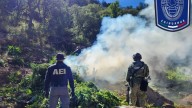 Destruye AEI más de siete mil plantas de amapola en Guadalupe y Calvo