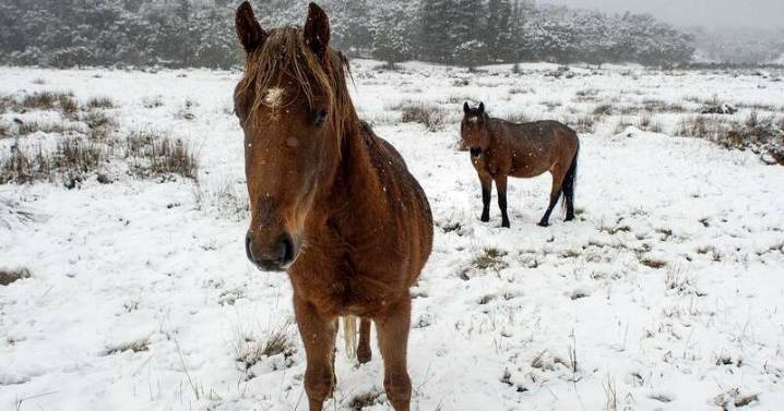 Brumbies' special protection in alpine park set for axe