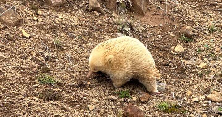 Driver 'shaking' after encounter with super-rare 'furry' albino echidna