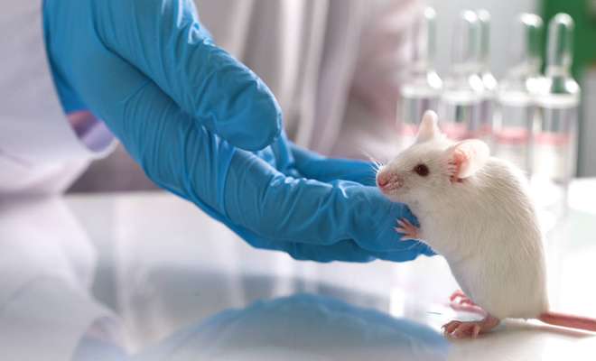 Científicos logran revertir el Alzheimer en ratones con nanopartículas bioactivas