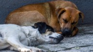 Indignación en Mérida por envenenamiento de 15 perros en la Central de Abastos; hay un detenido