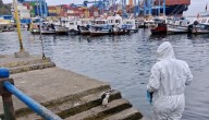 Presencia de un pingüino herido en el Muelle Prat de Valparaíso movilizó a Sernapesca