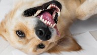 Que significa que tu perro suspire de la nada, según veterinarios