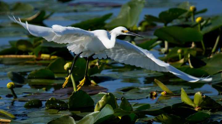 Sarasota County nixes 85-home development proposal near Celery Fields