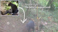 ¡Qué belleza! Apareció un jaguarundí en zona protegida de Itagüí