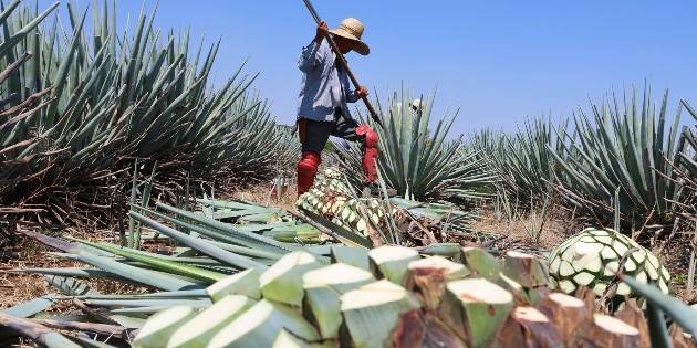 Suman más de mil 300 agaveros con certificación Agave Responsable Social
