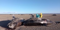 Encontraron más de 20 orcas muertas en Tierra del Fuego: investigan las causas tras descartar lesiones