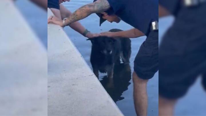 Firefighters Rescue Dog From Florida Canal, Then A Microchip Reveals The Unbelievable Truth