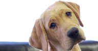 Dog trainer shares 'harsh truth' that 'a lot of people don't like to hear'
