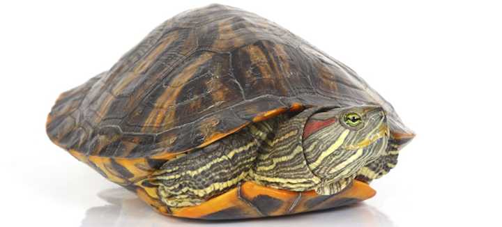 Enfermedades más comunes en las tortugas domésticas