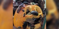 Halloween celebrations underway at Henry Vilas Zoo