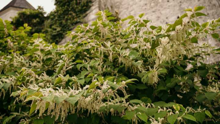 How To Kill Invasive Japanese Knotweed (And What Not To Do)