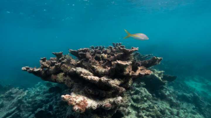 Corales críticos de la Florida están ahora “funcionalmente extintos” debido a las temperaturas oceánicas sin precedentes