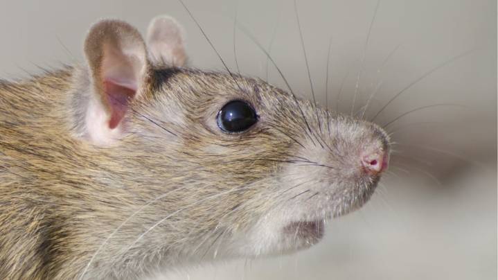 Adiós a las ratas: el truco para echarlas de tu casa con un ingrediente de la cocina, sin necesidad de venenos
