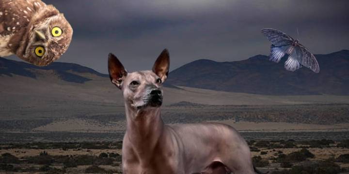 ¿Qué animales habitaban el Mictlán, según las leyendas mexicas?