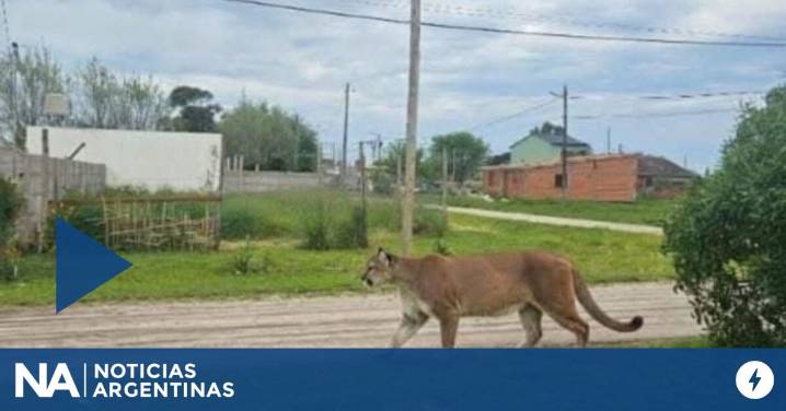 Video: alarma en Mar Chiquita por un puma suelto