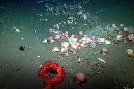 Las sorprendentes criaturas halladas en las últimas dos transmisiones desde el Mar Argentino