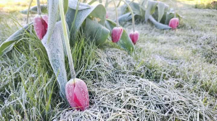 Frost, Freeze, And Hard Freeze: How They're Different & Why It Matters For Your Garden