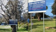 Locals applaud Sutherland Shire Council's 'petty' move after brazen act of vandalism against a tree