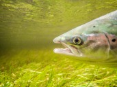 Almost 75,000 farmed salmon in Scotland escaped into the wild after Storm Amy
