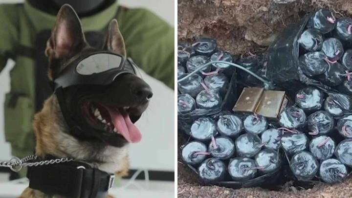 Combaten Minas Terrestres con Escuadrón Antibombas y Binomios Caninos en Michoacán