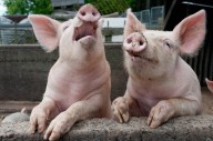 NYC woman charged in $2.1 million pig butchering scam