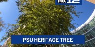Historic copper beech tree at PSU connects Portland to its industrial past