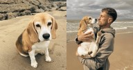 ¿Quieres 20 mil dólares? Súmate este fin de semana a la búsqueda de la perrita de Aaron Ramsey