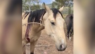 Horse shot and critically wounded in Delta County, officials continue search for shooter
