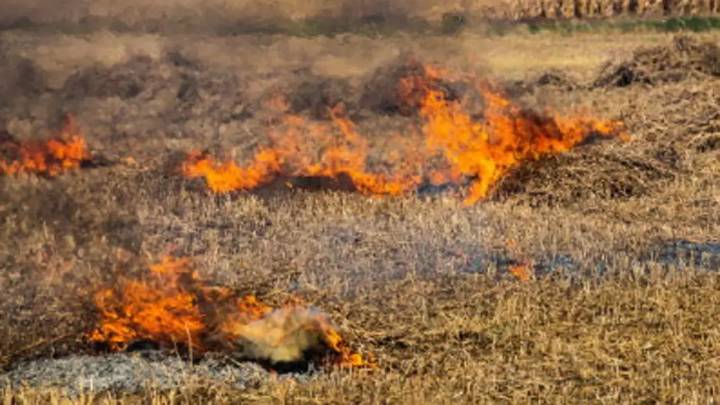 Farm fires in Punjab drop sharply to 415 this year from 1,510 in 2024: Data
