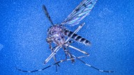 This country was one of the few mosquito-free nations. That just changed