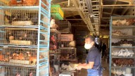 Venta de Animales en Mercado de Sonora Quedará Prohibida, afirma Alcaldesa