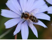 Más de cien especies de abejas silvestres entran en la Lista Roja de la Unión Internacional para la Conservación de la Naturaleza: alarma por el declive de los polinizadores