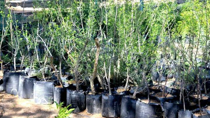 “Yo Planto Nativo”: la iniciativa que busca llenar de verde la capital sonorense